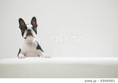 ソファのフレンチブルドッグ 6998981