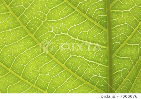 ボーモンティア 7000076