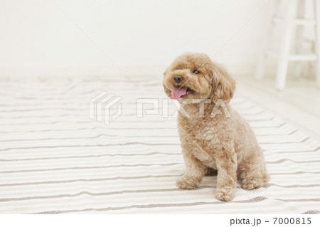 舌を出して座るトイプードル 7000815