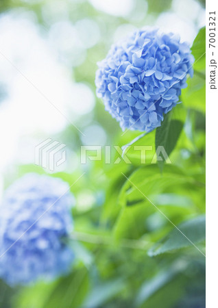 紫陽花 7001321