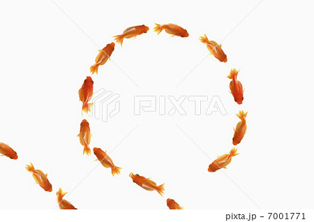 円になって泳ぐ金魚 円になって泳ぐ金魚 7001771