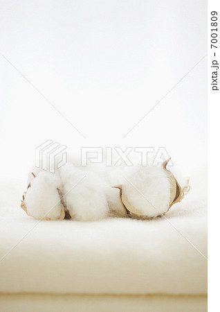 タオルと綿花 7001809