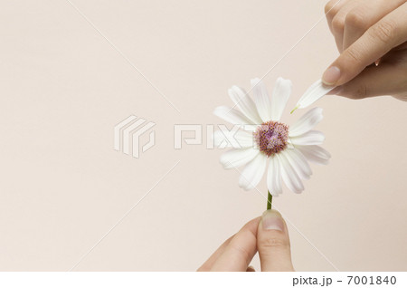 花びらをつまみとる指先 花びらをつまみとる指先 7001840