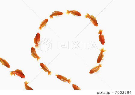 円になって泳ぐ金魚 円になって泳ぐ金魚 7002294