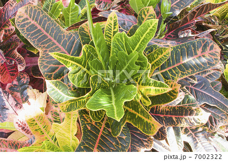 クロトン 7002322