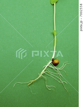 根のついた緑色の野菜 根のついた緑色の野菜 7002558