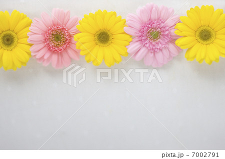 並んだ花 並んだ花 7002791