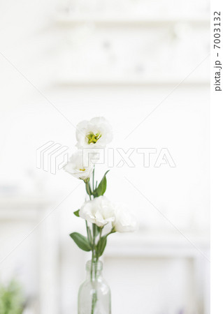 花瓶に生けられた白い花 花瓶に生けられた白い花の写真素材 [7003132] - PIXTA
