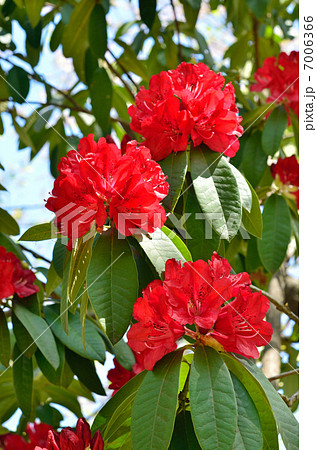 樹木・セイヨウシャクナゲ　ツツジ科 7006366