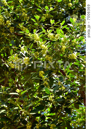 樹木・モチノキ　モチノキ科 7006369