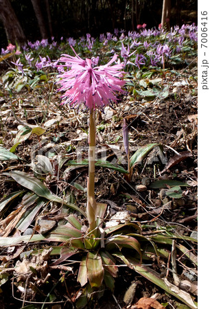 ショウジョウバカマ 7006416