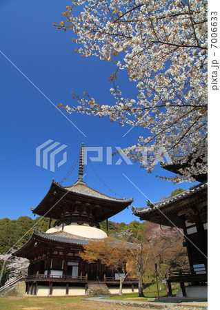 根来寺の春 7006633