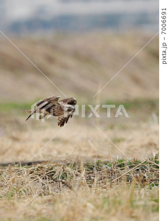 草原のノスリ 7006691