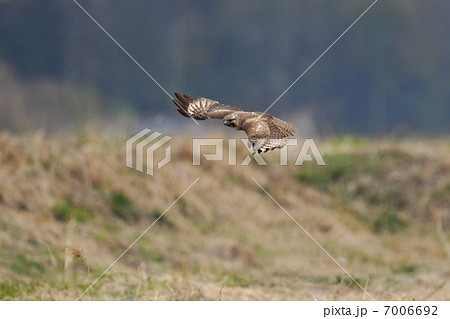 草原のノスリ 7006692