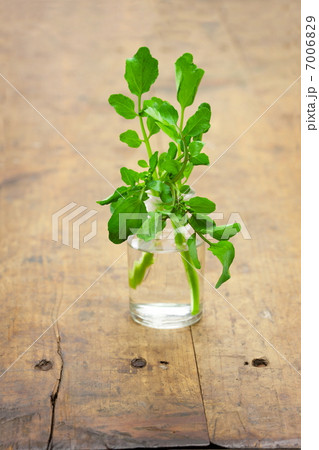 クレソン  クレソン  7006829