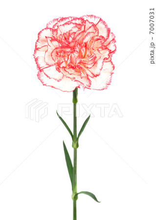 Beautiful pink carnation 7007031