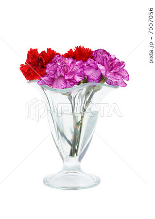 carnation in a glass vase carnation in a glass vase 7007056