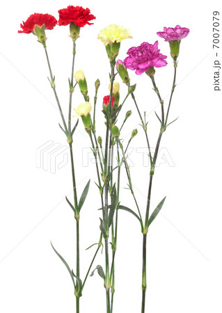 bouquet of carnations bouquet of carnations 7007079