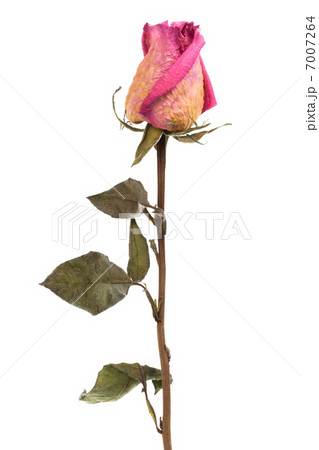 pink dry rose pink dry rose 7007264