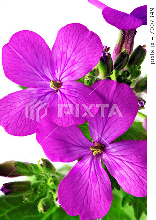 Beautiful violet flower.Closeup on white background. Isolated . 7007349