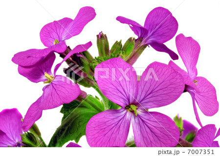 Beautiful violet flower.Closeup on white background. Isolated . Beautiful violet flower.Closeup on white background. Isolated . 7007351