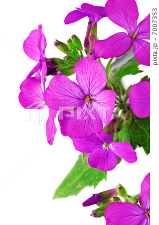 Beautiful violet flower.Closeup on white background. Isolated . 7007353