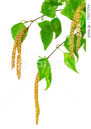 Birch catkins isolated on white background. 7007354