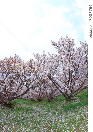 御室桜 御室桜 7007764