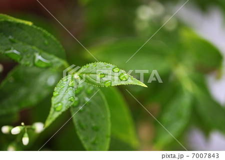 姫うつぎの葉と雨滴 姫うつぎの葉と雨滴 7007843