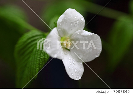 白花ヤマブキと雨滴 7007846