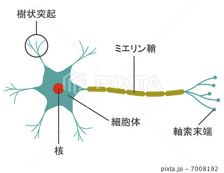 脳の神経細胞のイラスト素材