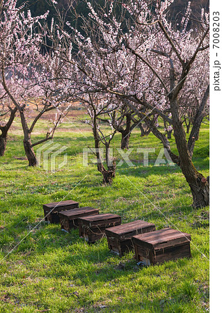 森のあんずの花とミツバチ巣箱 森のあんずの花とミツバチ巣箱 7008203