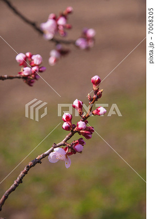 三分咲きのあんずの花 三分咲きのあんずの花 7008205