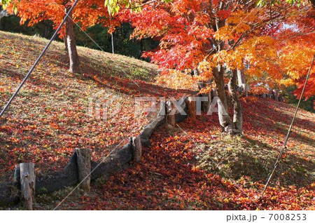 紅葉～赤の斜面 7008253