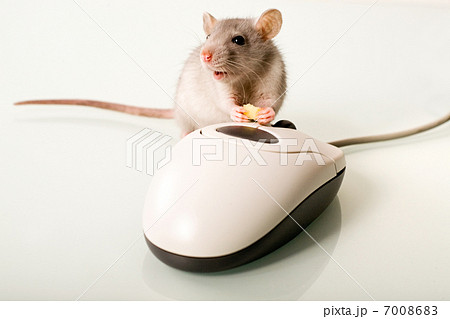 Mammal Mammal 7008683