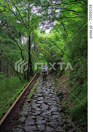 箱根旧街道 7009338