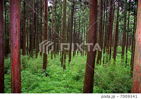 箱根旧街道 7009341