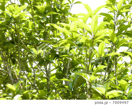 新緑　キンモクセイの若葉 7009497