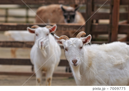 ヤギのポートレート 7009775