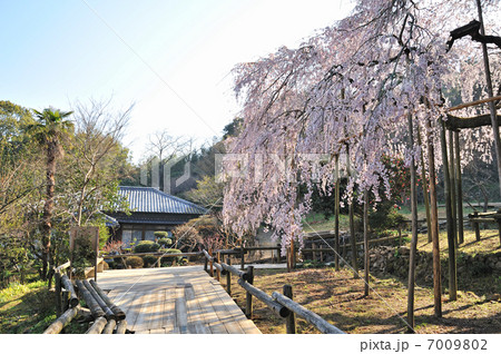 波佐見のしだれ桜 7009802