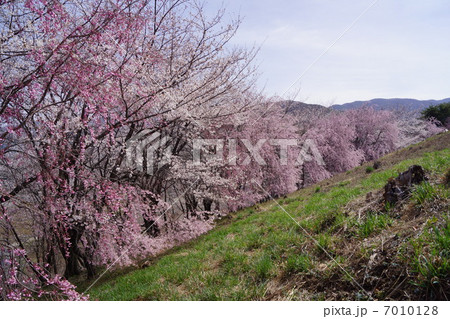 弘法山古墳　桜まつり 7010128