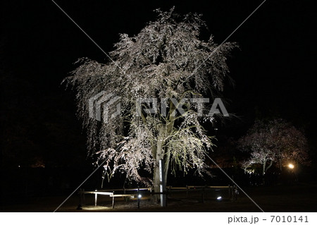松本城 夜桜会 松本城 夜桜会 7010141