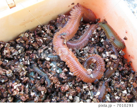 アオイソメ 7010293