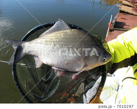 ヘラブナ ヘラブナ 7010297