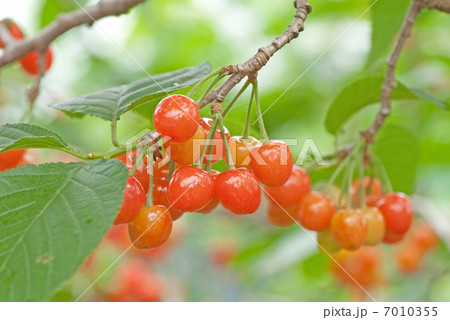 サクランボ 7010355