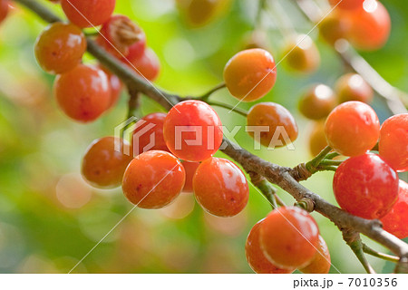 色づきはじめたサクランボ 7010356