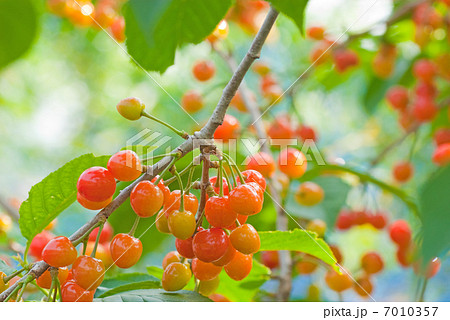 色づきはじめたサクランボ 色づきはじめたサクランボ 7010357