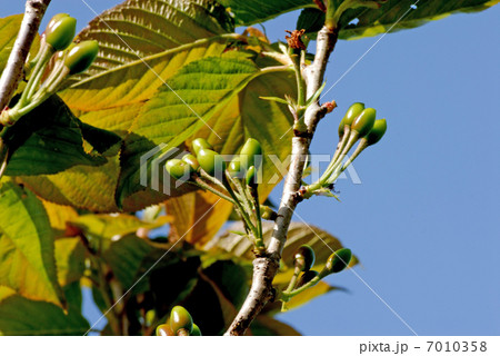 花から実へ（サクランボ） 7010358