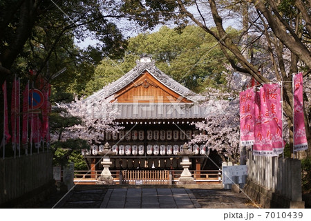桜祭り 7010439