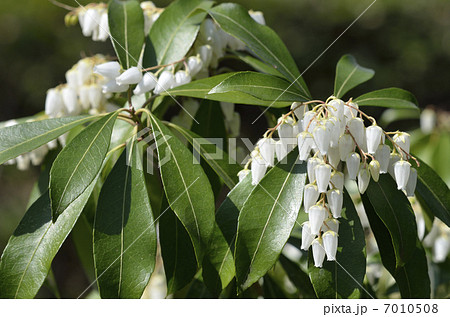 アセビ（馬酔木） 7010508